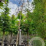 Betula pendula 8-10 HO container