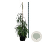 Chamaecyparis l. 'Drooping Solo' 125-150 cm 30L extra