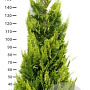 Chamaecyparis l. 'Ivonne' 160-180 cm met kluit extra