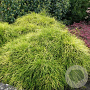 Chamaecyparis p. 'Sungold' 20-25 cm 3,0L