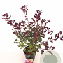 Cotinus cog. 'Dusky Maiden' ® 30-40 cm 3,0L