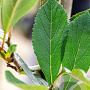 Crataegus lavalleei 'Carrierei' 8-10 HO wortelgoed