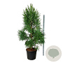 Cryptomeria j. 'Kitayama' 200-250 cm cont. 90L extra