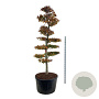 Fagus syl. 'Atropunicea' 250-300 cm cont. 285L bonsai