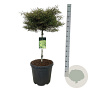Fagus syl. 'Mercedes' 60 cm stam 30L