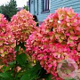 Hydrangea pan. Petite Cherry 30-35 cm 3,0L