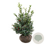 Ilex aq. 'Alaska' 80-100 cm met kluit extra