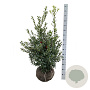 Ilex aq. 'Alaska' 100-125 cm met kluit extra