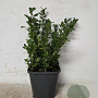 Ilex crenata 'Caroline Upright' 25-30 cm 2,0L
