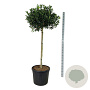 Ilex 'Nellie R. Stevens' 120 cm stam cont. 90L extra