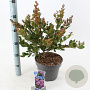 Lagerstroemia i. With Love Eternal 40-60 cm 5,0L