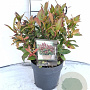Leucothoe 'Zeblid' 30-40 cm 2,0L
