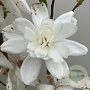 Magnolia loebneri 'Wildcat' 80-100 cm cont. 55L extra
