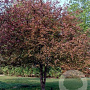 Malus 'Neville Copeman' 10-12 HO wortelgoed