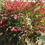 Nandina d. Summer Sunset 40-50 cm container C2,5