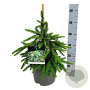 Picea a. 'Inversa' 30-40 cm 7,5L