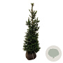 Picea a. 'Will's Zwerg' 125-150 cm met kluit extra