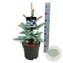 Picea pungens 'Edith' 40-50 cm 6L