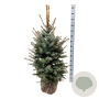 Picea pungens 'Edith' 100-125 cm met kluit extra