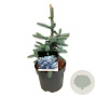 Picea pungens 'Erich Frahm' 30-40 cm 7,5L