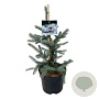 Picea pungens 'Fat Albert' 50-60 cm 7,5L
