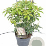 Pieris japonica 'Bonfire' 30-40 cm 2,0L