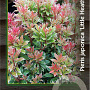 Pieris jap. 'Little Heath' 25-30 cm 2,0L