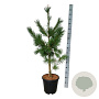 Pinus flex. 'Vanderwolf's Pyramid' 100-125 cm 15L