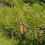 Pinus halepensis 200-250 cm 18L