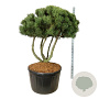 Pinus mugo 'Gnom' 100-125 cm cont. 285L scherm