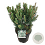 Pinus mugo 'Green Column' 40-50 cm 15L