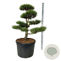 Pinus nigra nigra 125-150 cm cont. 180L bonsai