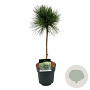 Pinus resinosa 'Pillnitz' 40 cm stam 5,0L