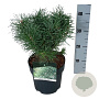 Pinus sylv. Blue Pearl 20-25 cm