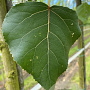 Populus can. 'Robusta' 12-14 HO container