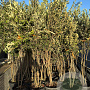 Quercus ilex 150-175 cm cont. 65L