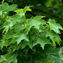 Acer platanoides 40-60 cm wortelgoed 2-jarig verplante zaailin
