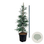 Sequoia semp. 'Steel Blue' 170-200 cm cont. 55L extra
