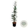 Sequoia s. 'Xeno' 150-175 cm 15L