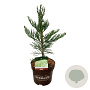 Sequoiadendron g. 'H. Mammoth Two' 50-60 cm 7,5L