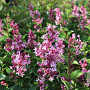 Syringa 'Bloomerang 'Pink Perfume' 30-40 cm 3,0L