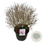 Syringa Bloomerang Dark Purple 60-80 cm cont. 55L bol extra