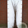 Acer pseudoplatanus 40-60 cm wortelgoed 1/0 1 jarige zaailing