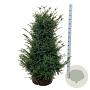 Taxus baccata 100-120 cm met kluit extra