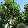 Acer pseudoplatanus 125-150 cm wortelgoed 3 jarig verplante zaailin