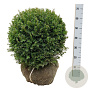 Taxus b. 'Höpken's Gigant' 45-50 cm met kluit bol extra