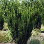 Taxus media 30-35 cm container C5