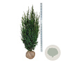 Taxus media 'Hicksii' 140-160 cm met kluit