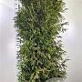 Thuja occ. 'Brabant' 200-225 cm met kluit extra