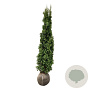 Thuja occ. 'Degroot's Spire' 160-180 cm met kluit extra